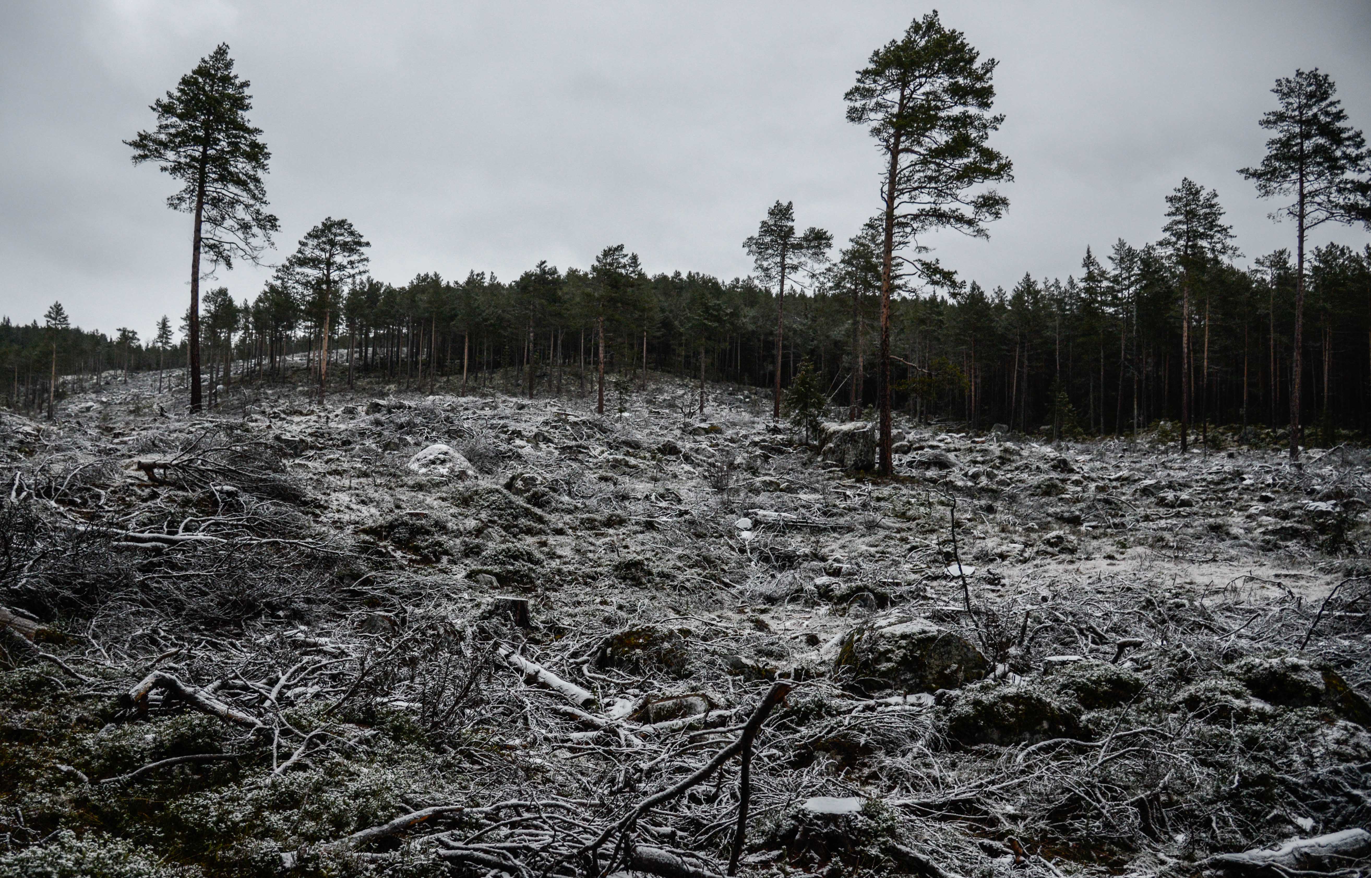 Tveitamoen (1 of 1).jpg