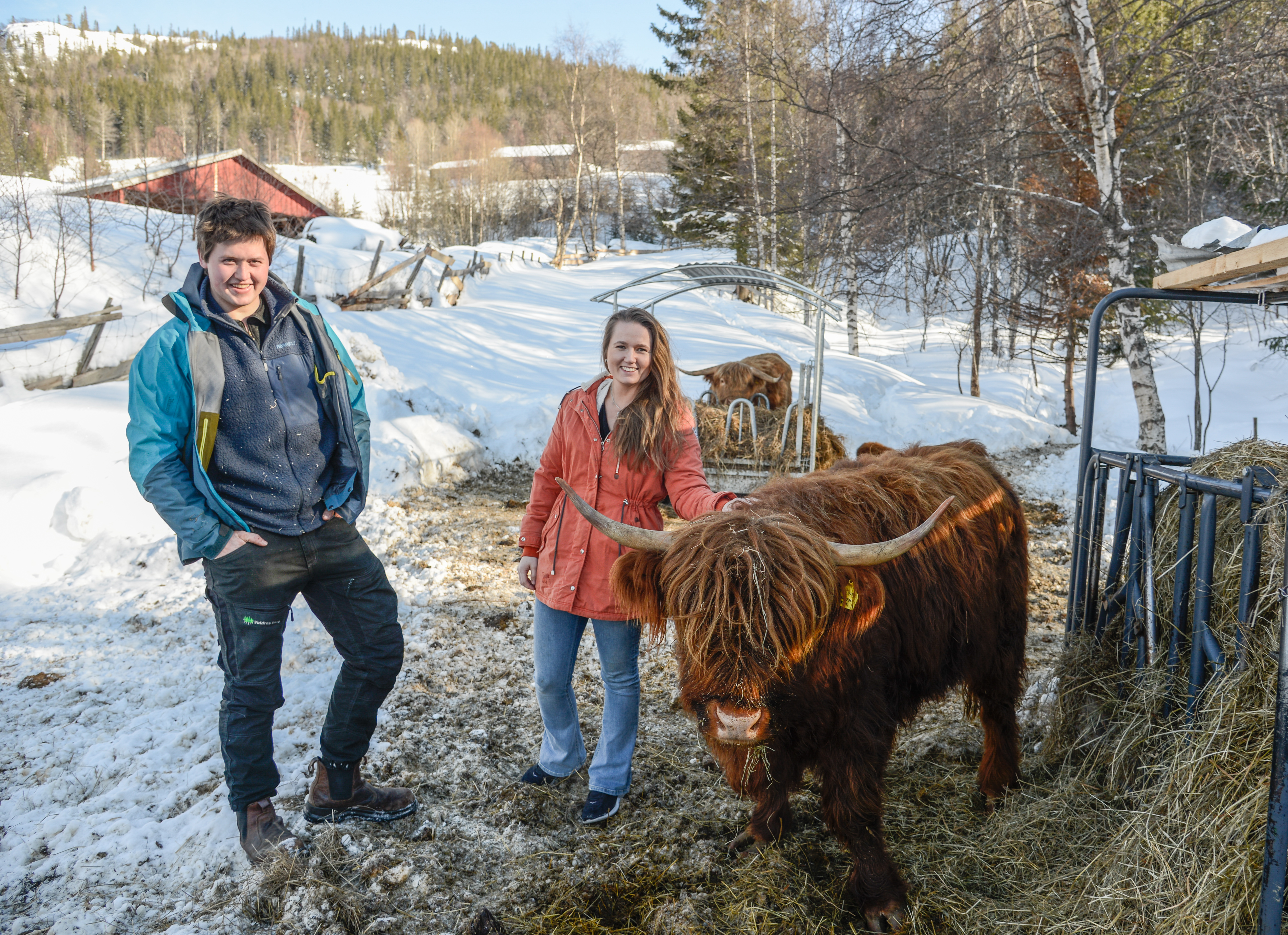 Jørgen Andrisson Kvam og Thea Sandsengen er i gang med ammekyr og har mange planer for livet på garden Kvam i åra som kjem.