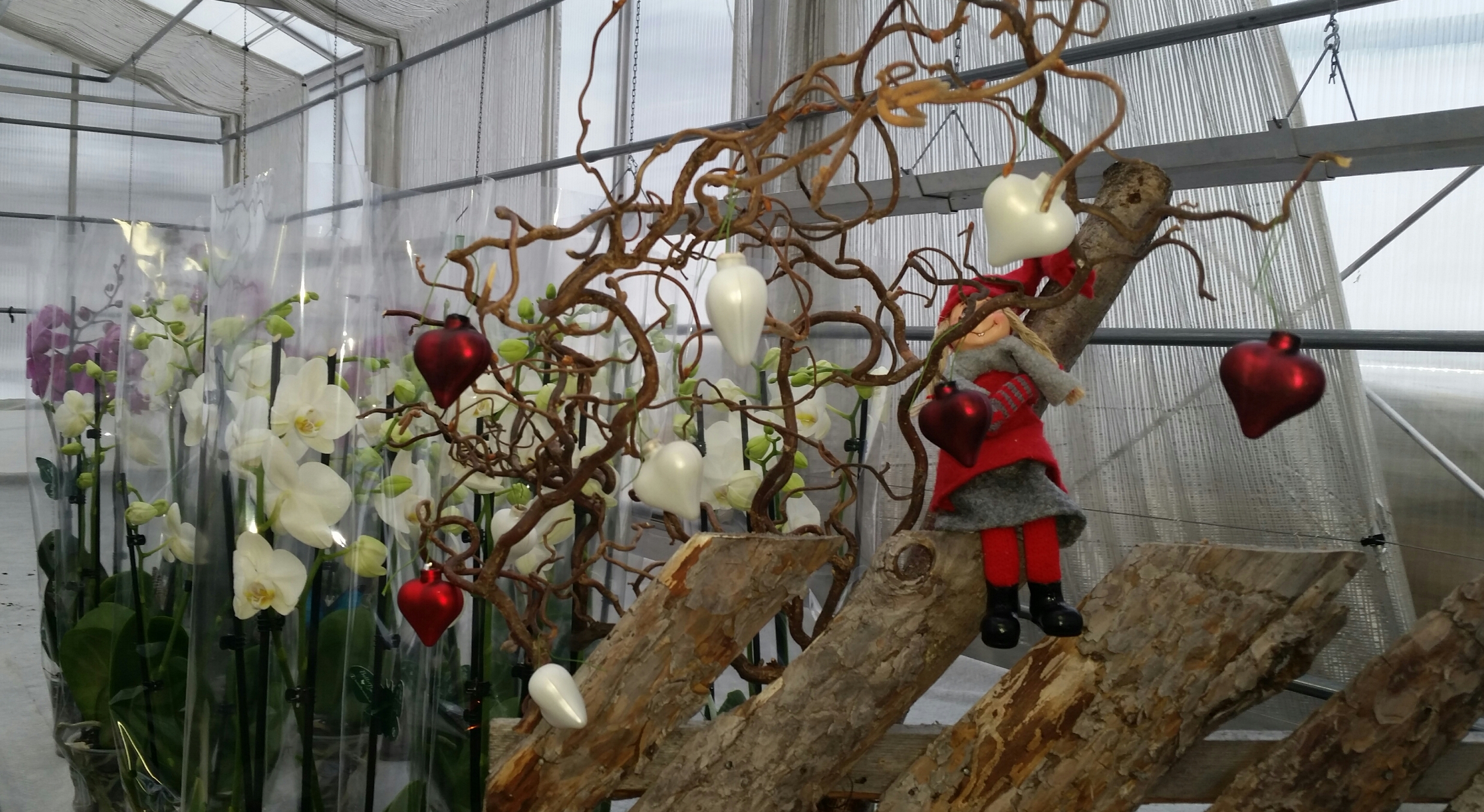 2016-11-25 14.20.22.jpg