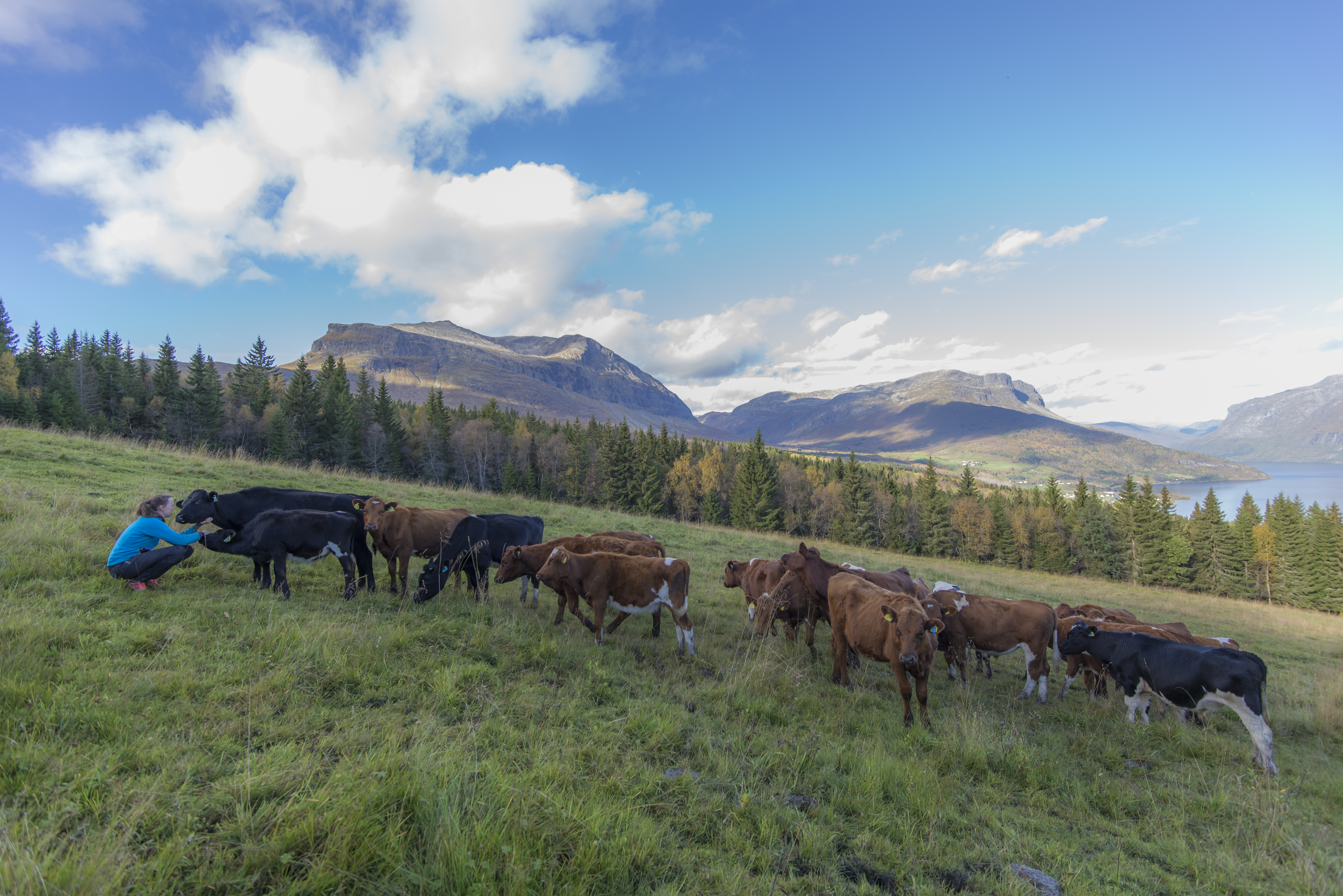 Vang kommune er ei fjellkommune i vekst. Her er nybygd skule, levande grender og eit næringsliv som satsar.