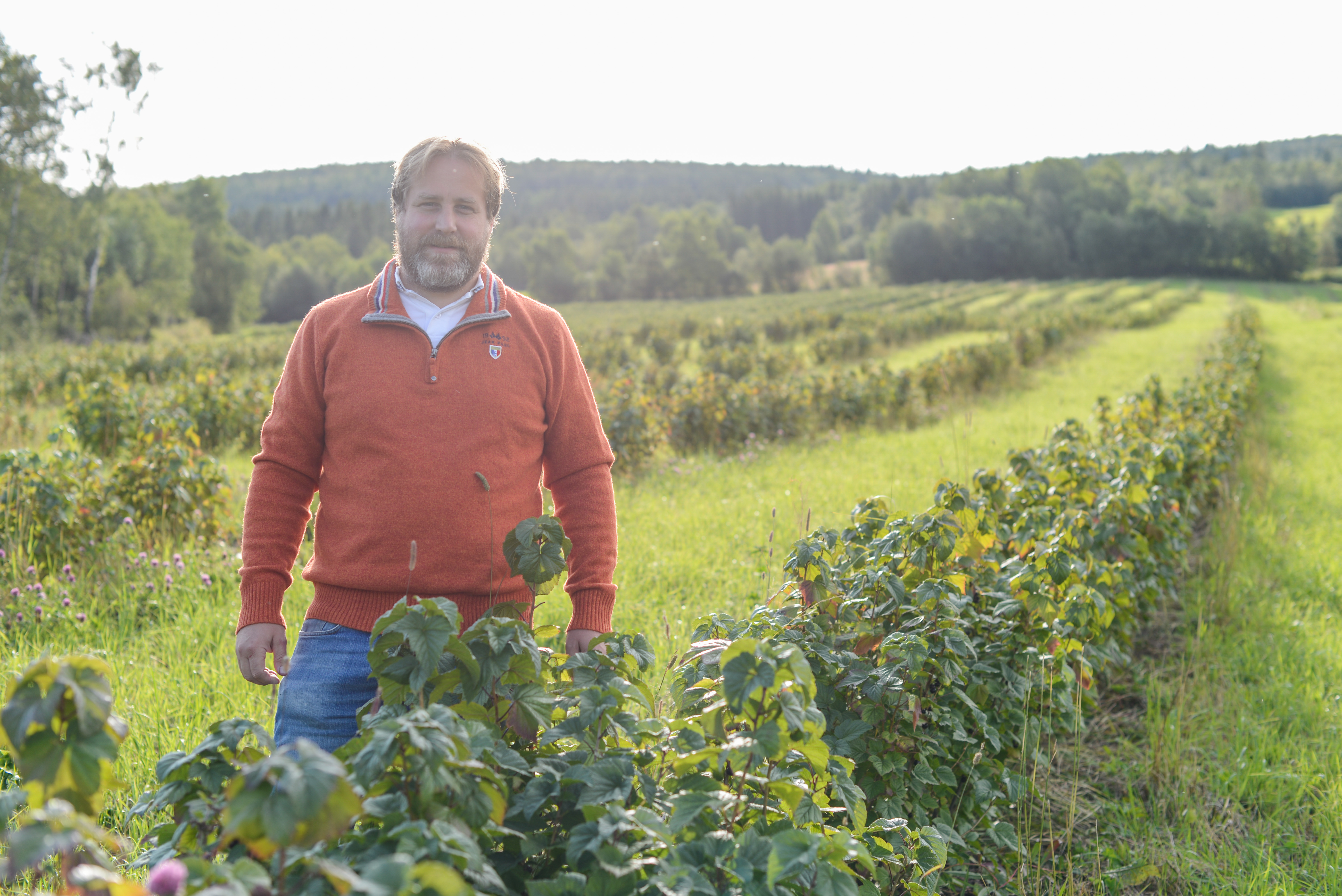 Eirik Berge på garden Bøe i Vang sentrum har planta solbær på om lag 70 mål dyrka mark.