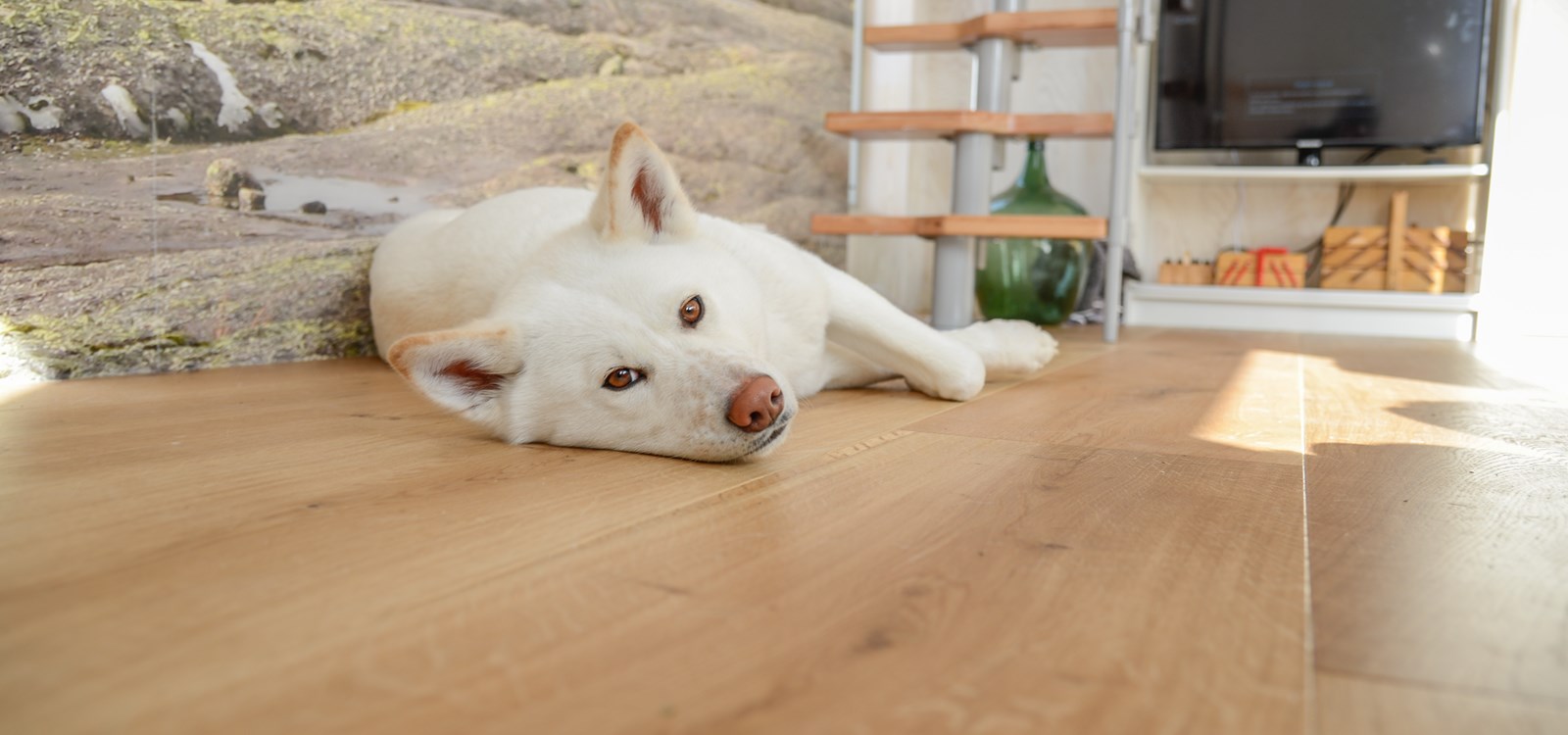 Hunden Toya (akita inu - japansk rase) har flytta inn i minihuset på Hensåsen i lag med Laugaland.