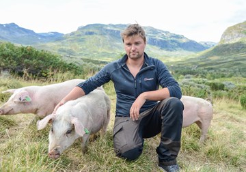 Raymond Holien Eltun lanserer «Utegris fra Vang» denne hausten og har hatt 25 gris på stølsbeite i Skakadalen heile sumaren.