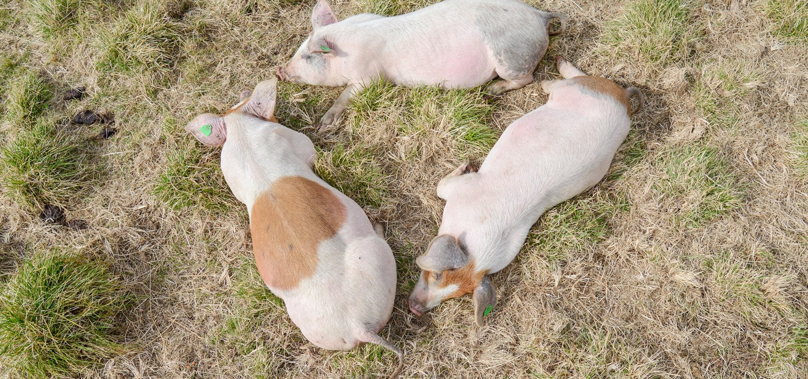 Mykje aktivitet og mykje kvile er stikkord for griselivet i Skakadalen.