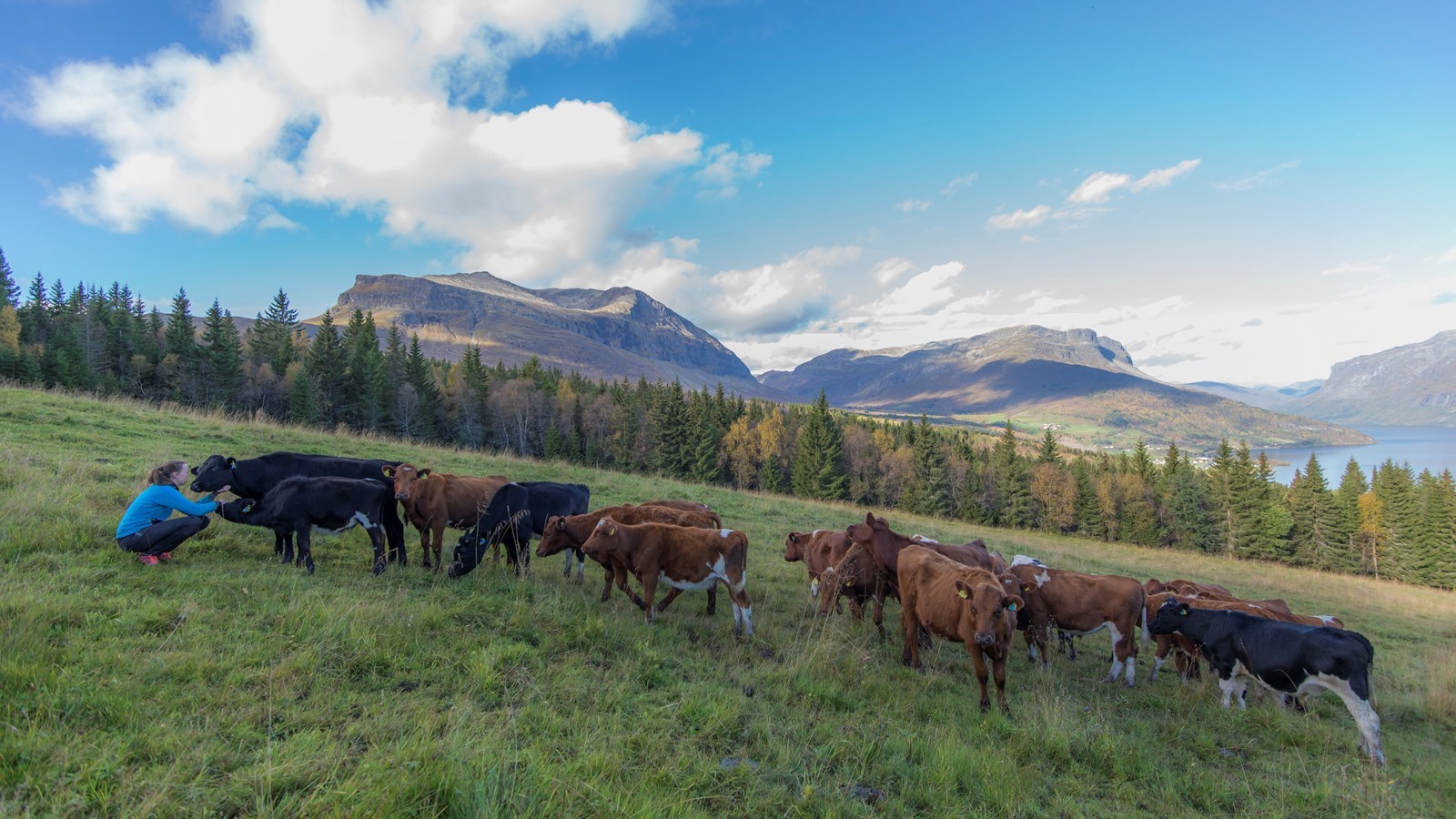 Beitedyra i Vang er på veg ned frå fjellet i desse dagar, mellom anna kælveflokken til Smådalskjøtt. Foto: Ida Ask