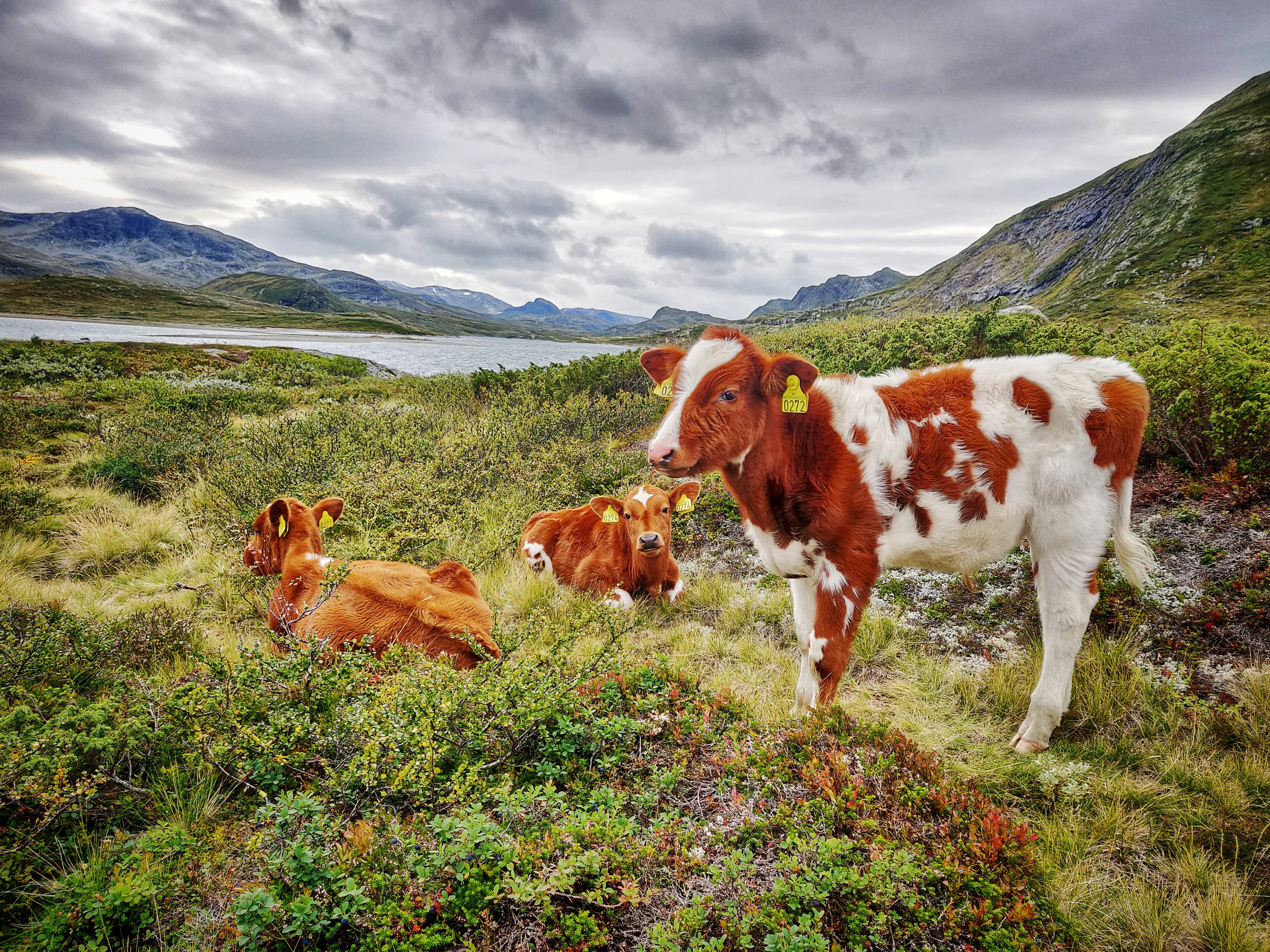 Logo Sygarden i Hålien