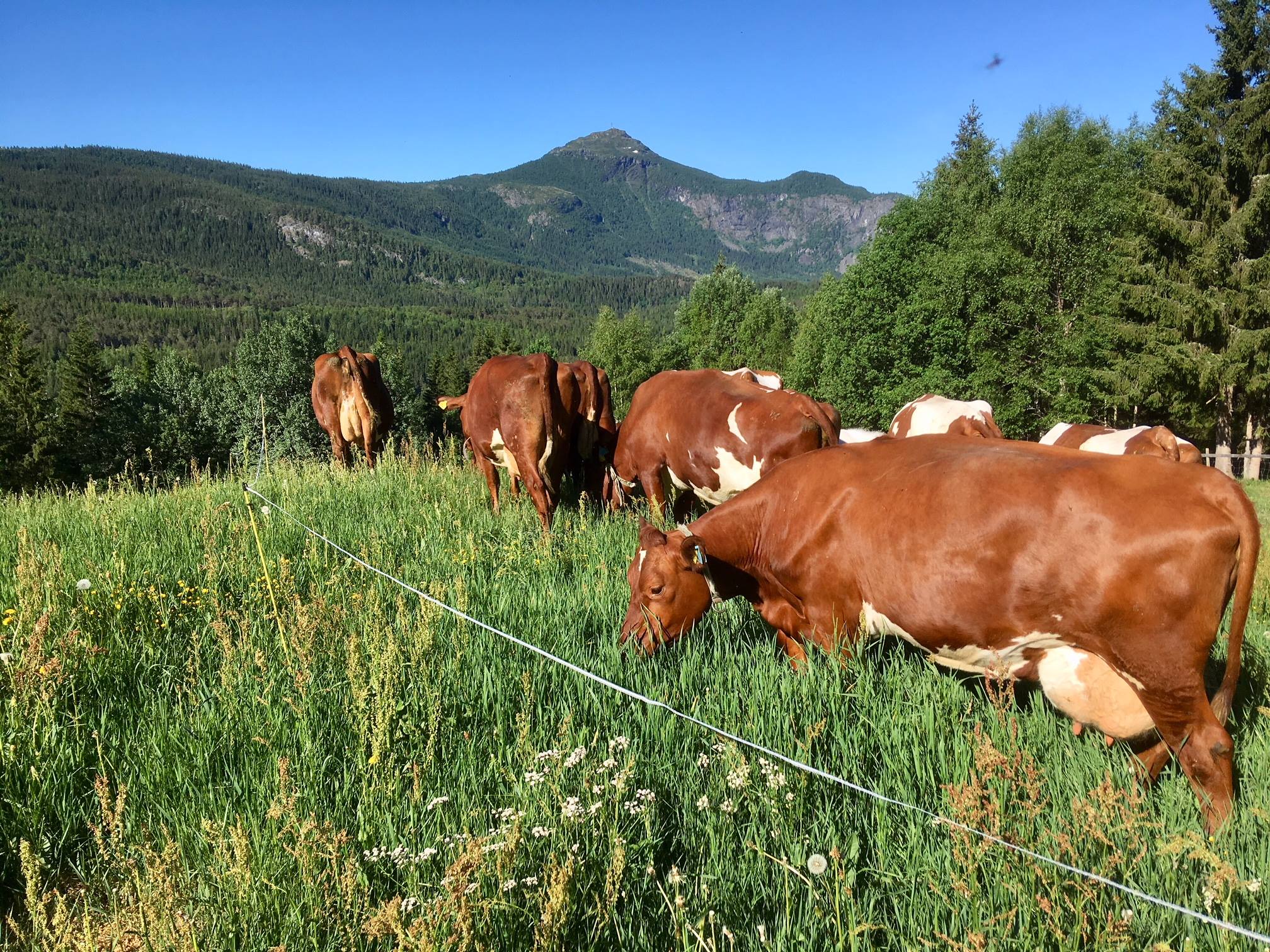 Logo Kjøt frå Tveit gard
