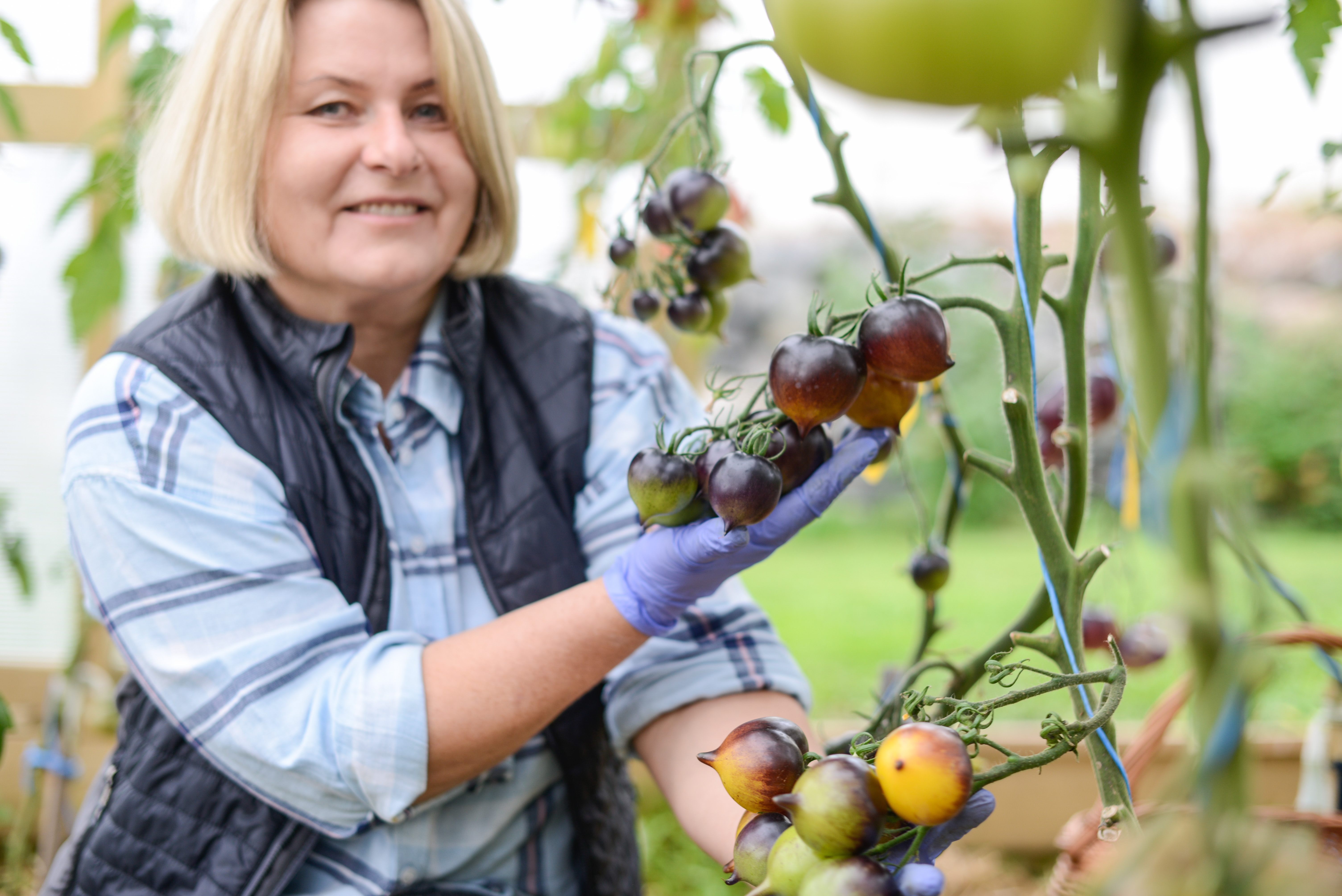 Økotomater (9 of 22).jpg