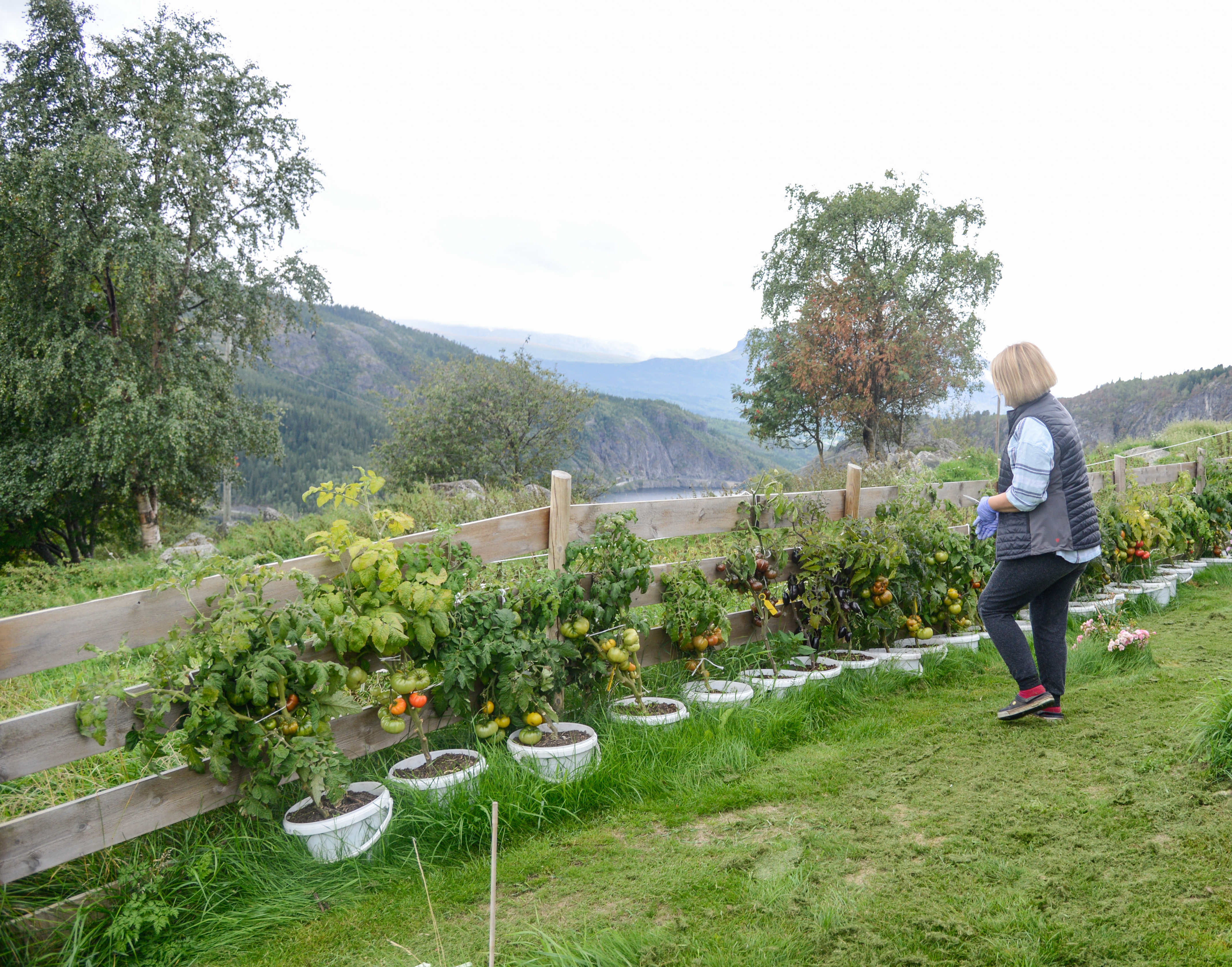 Økotomater (21 of 22).jpg