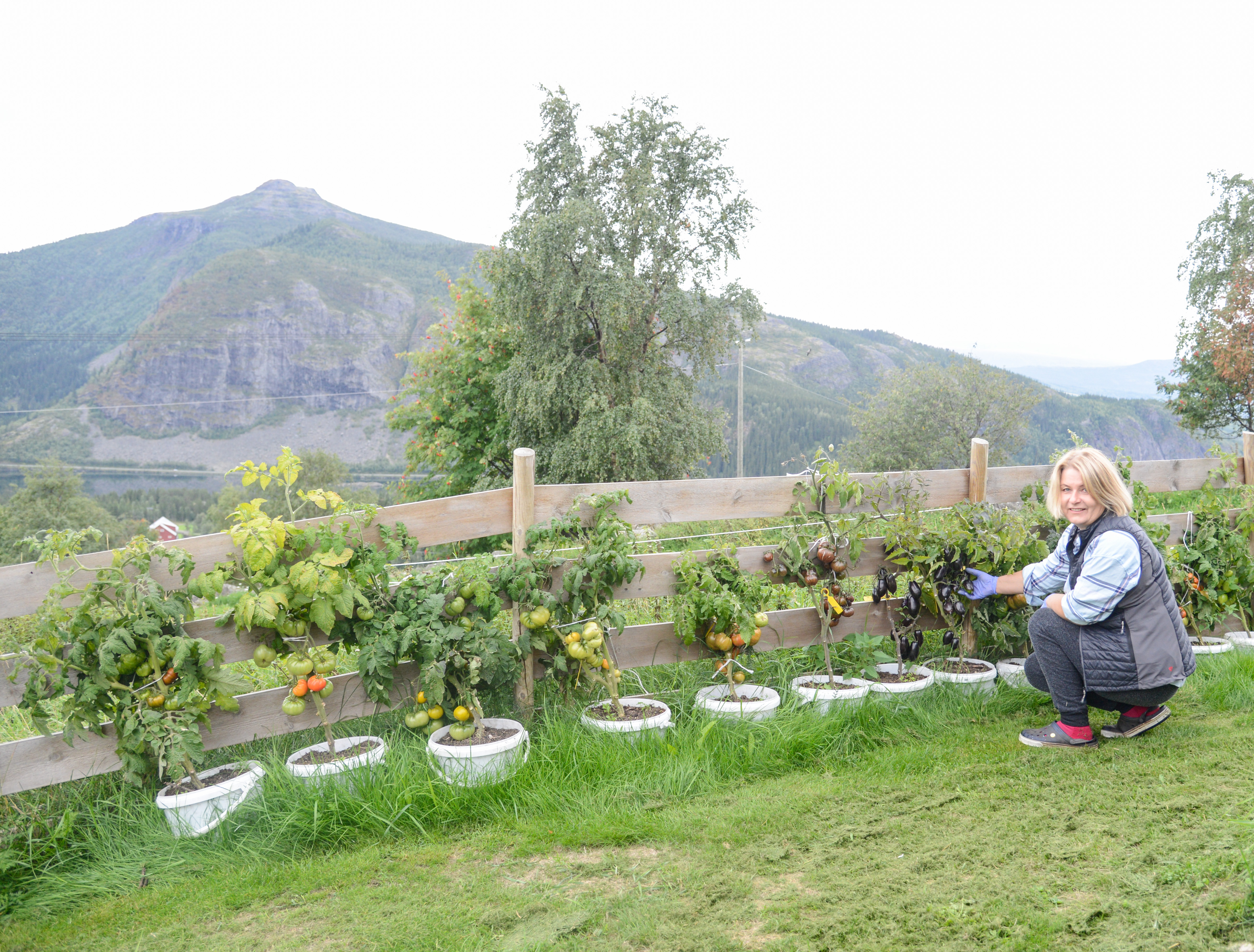 Økotomater (22 of 22).jpg