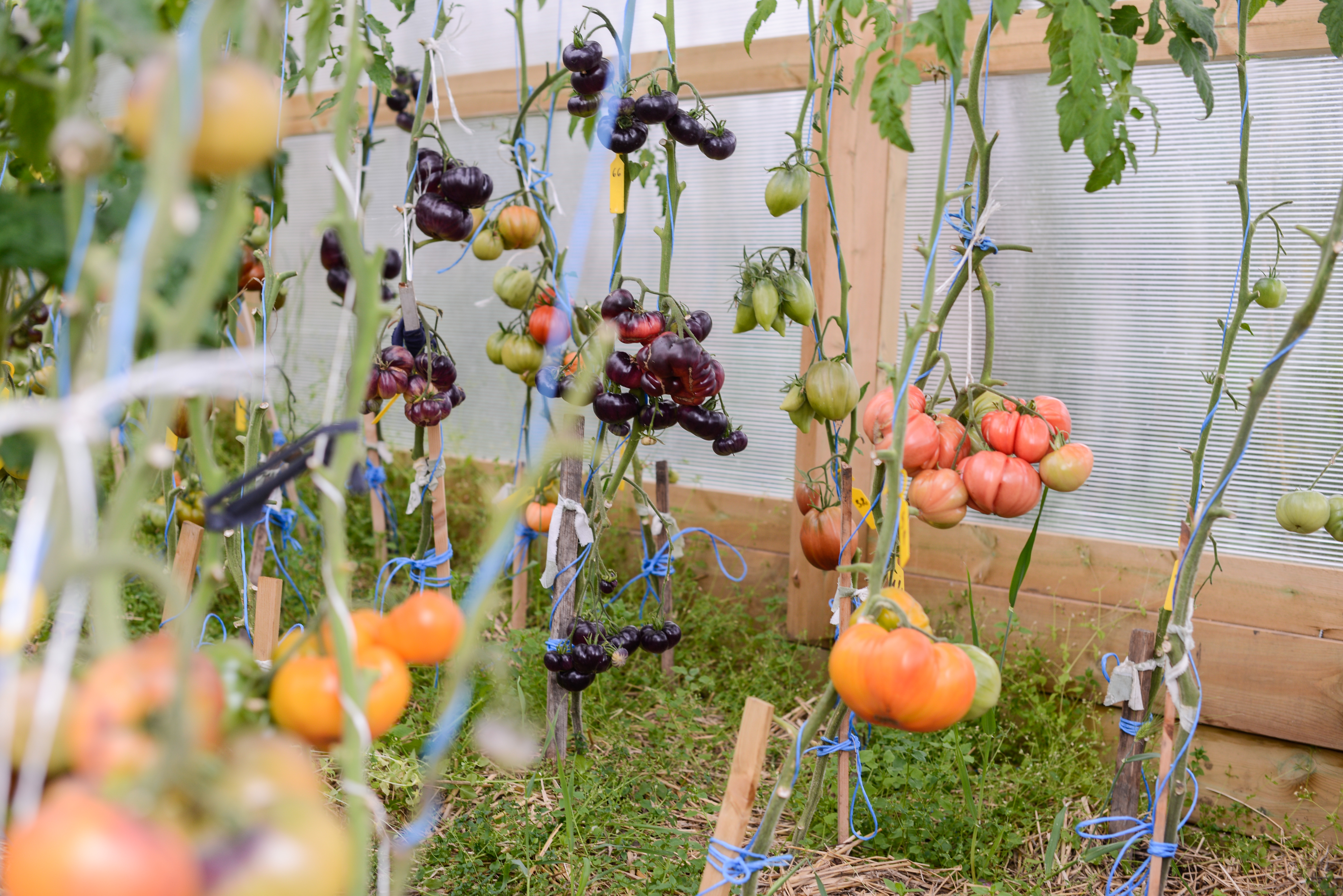 Logo Fjelltomatar/Mountain seed