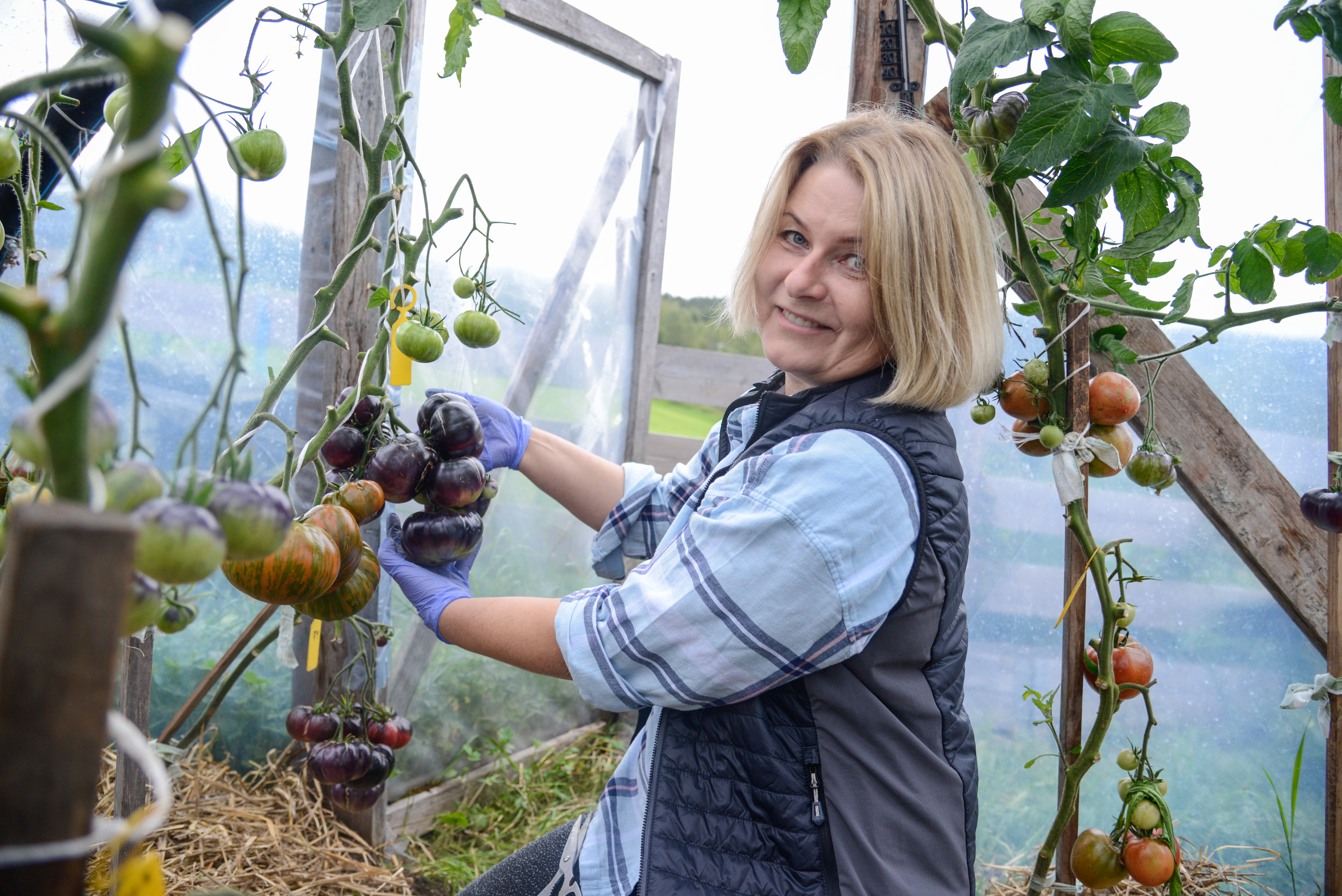 Økotomater (20 of 22).jpg