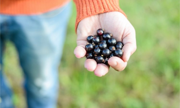 Logo Solbær frå Bøe