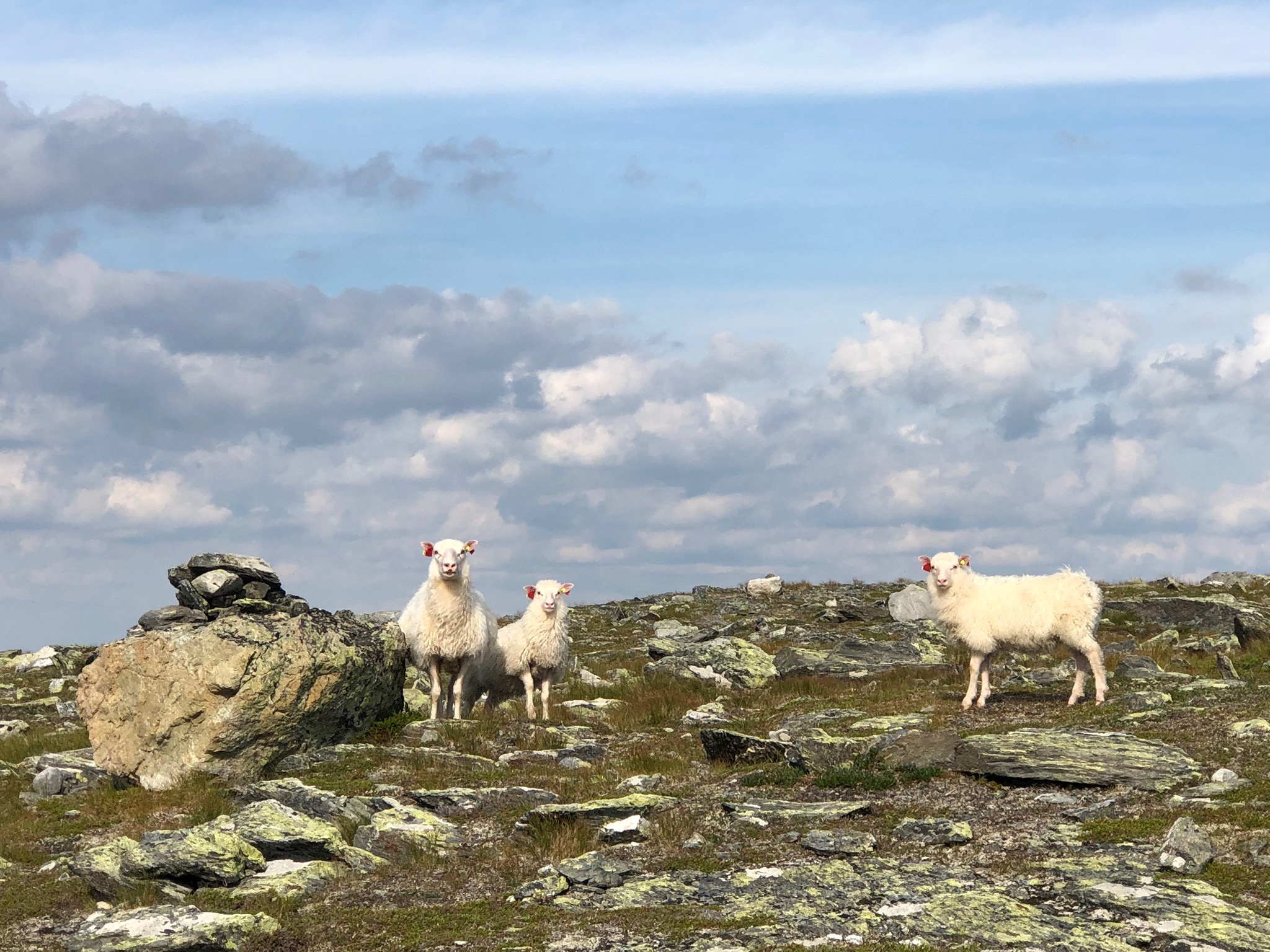 Kjøttproduksjonen i Vang er unindustrialisert og basert på utmarksbeite. Foto: Julie Forchhammer
