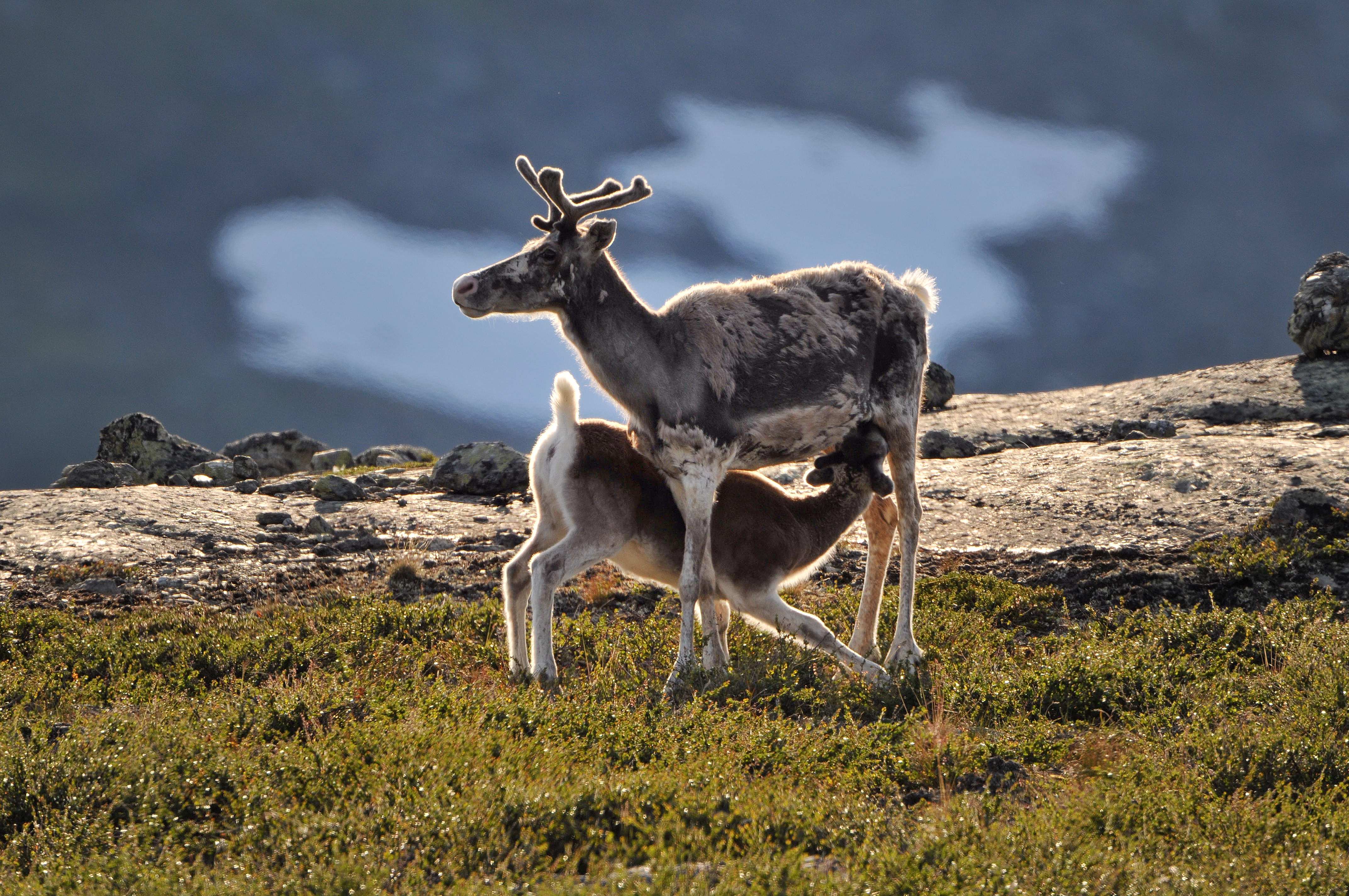 Reinsdyr på Filefjell. Foto Anders Lundberg.