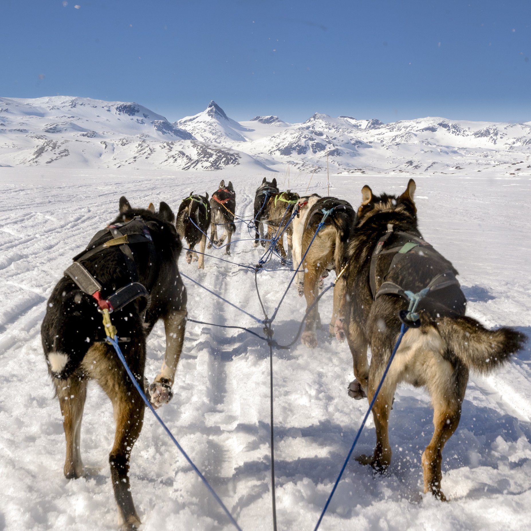 Opplev Filefjell og fleire andre aktørar byr på ulike aktivitetar gjennom vinteren og egnar seg godt under juletreet. Foto: Opplev Filefjell