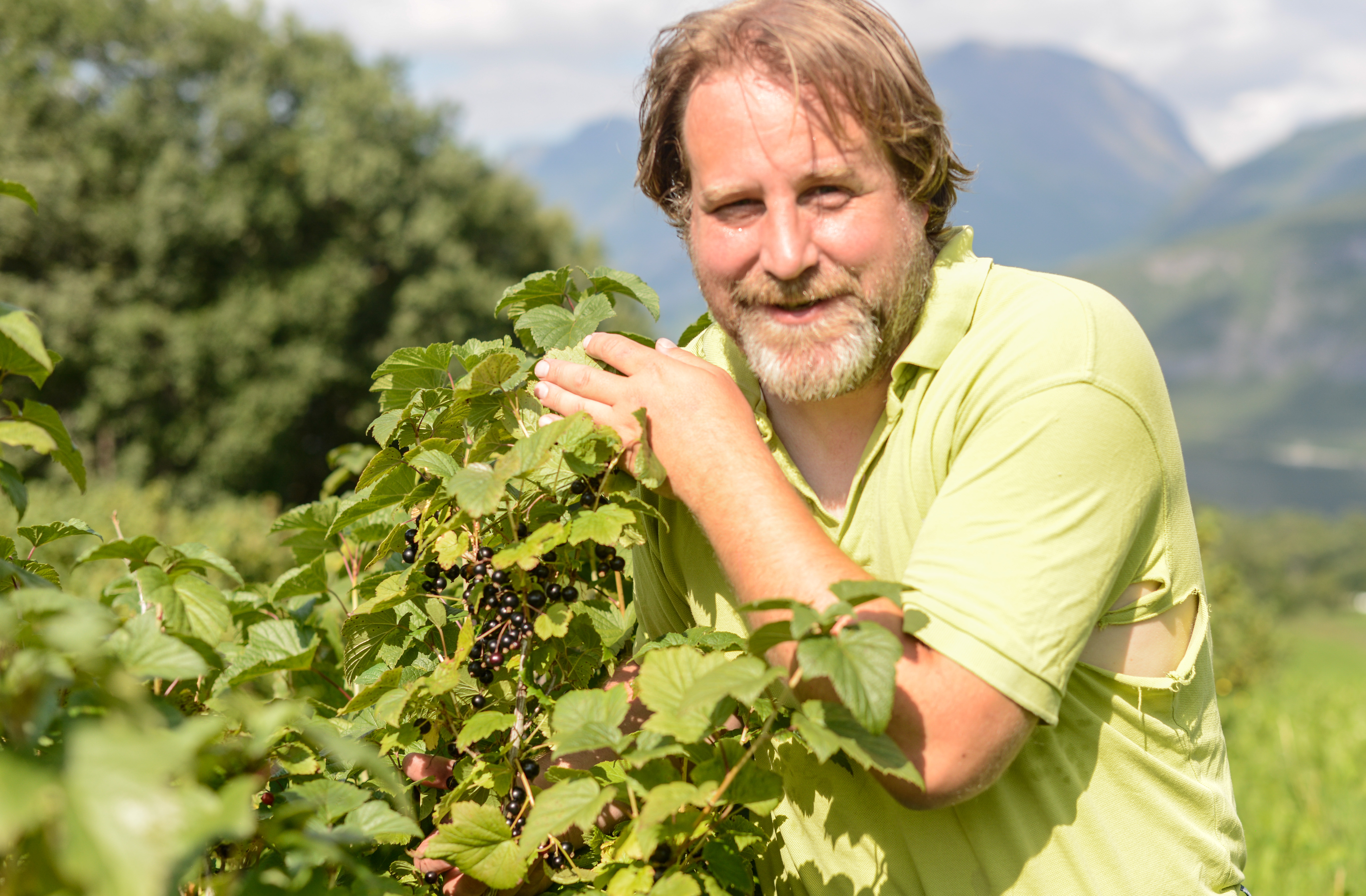 Solbærbonde Eirik Erikson Berge får bæra sine ut i alle Meny-butikkar i løpet av hausten. For deg som er i området er det både kassesal og sjølvplukk akkurat no.