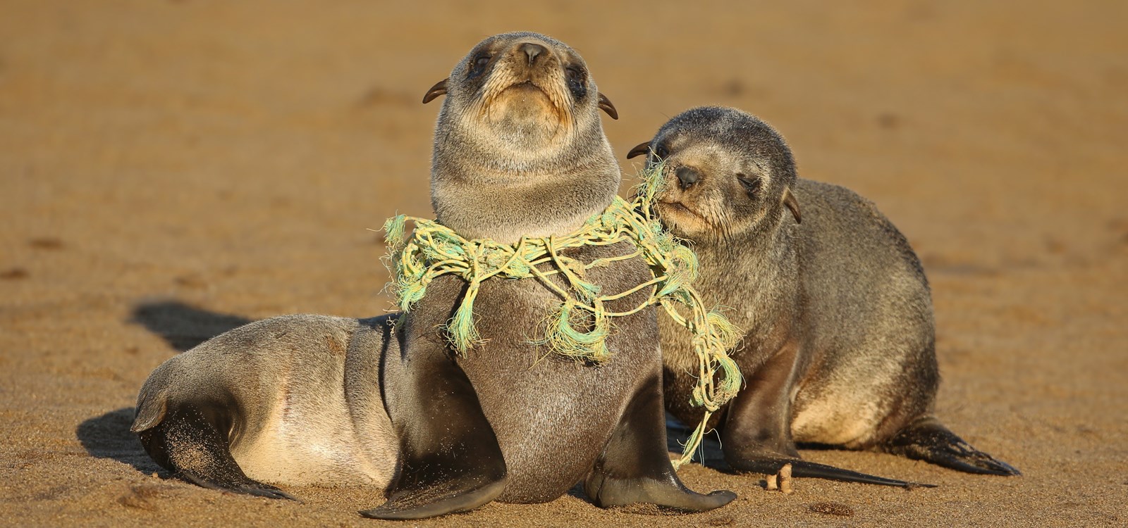 Årets aksjon går til WWF sitt arbeid med å redusere plast i havet. Foto: Jamie Lamb - elusive-images.co.uk / Getty Images