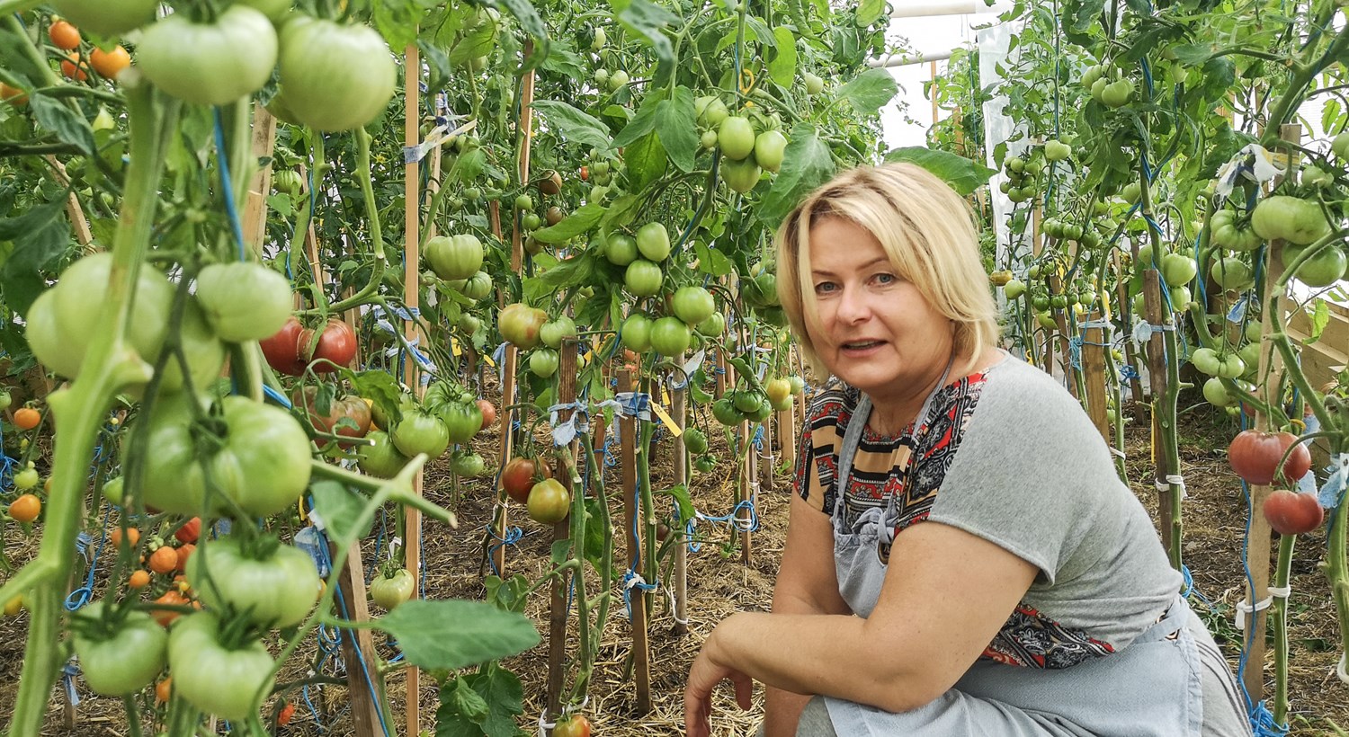 På få år har tomat-hobbyen vorte eit levebrød for Vida. Med 170 ulike slag er det ein stor oppleving å rusle rundt i dei tre drivhusa til Vida i Heensgardane.