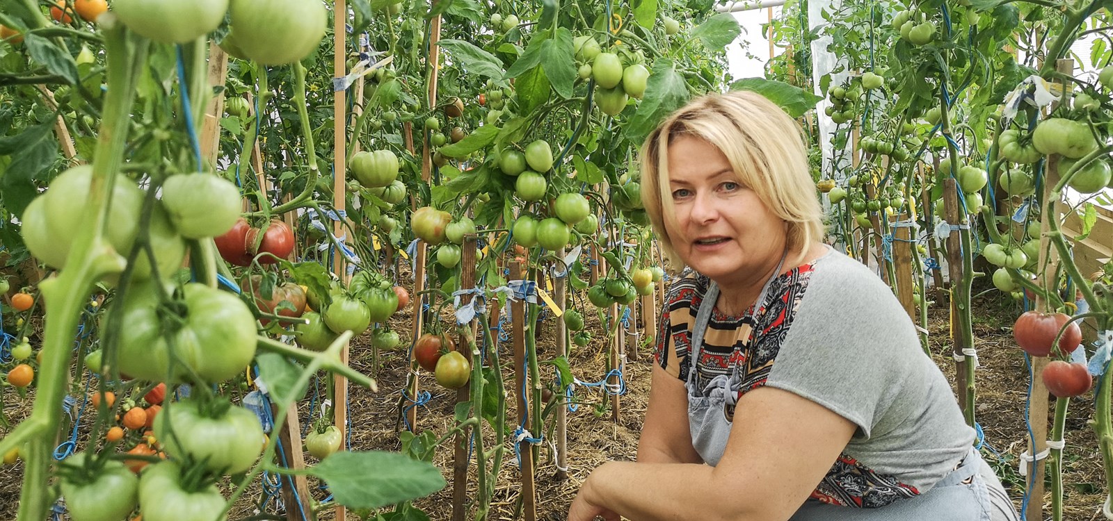 På få år har tomat-hobbyen vorte eit levebrød for Vida. Med 170 ulike slag er det ein stor oppleving å rusle rundt i dei tre drivhusa til Vida i Heensgardane.