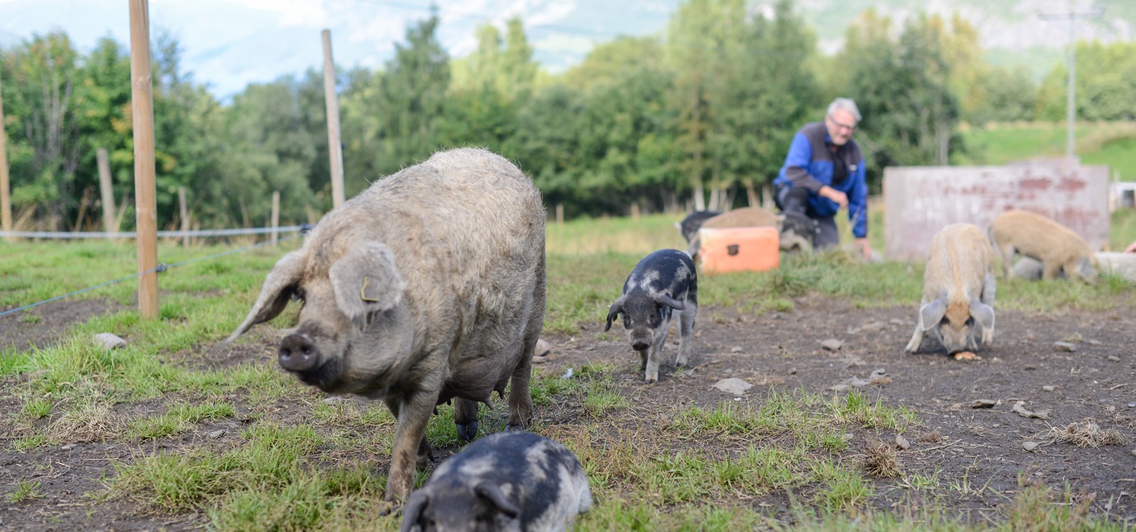 Sjølv om grisane lev i flokk har purka god kontroll på kva som er sine ungar.