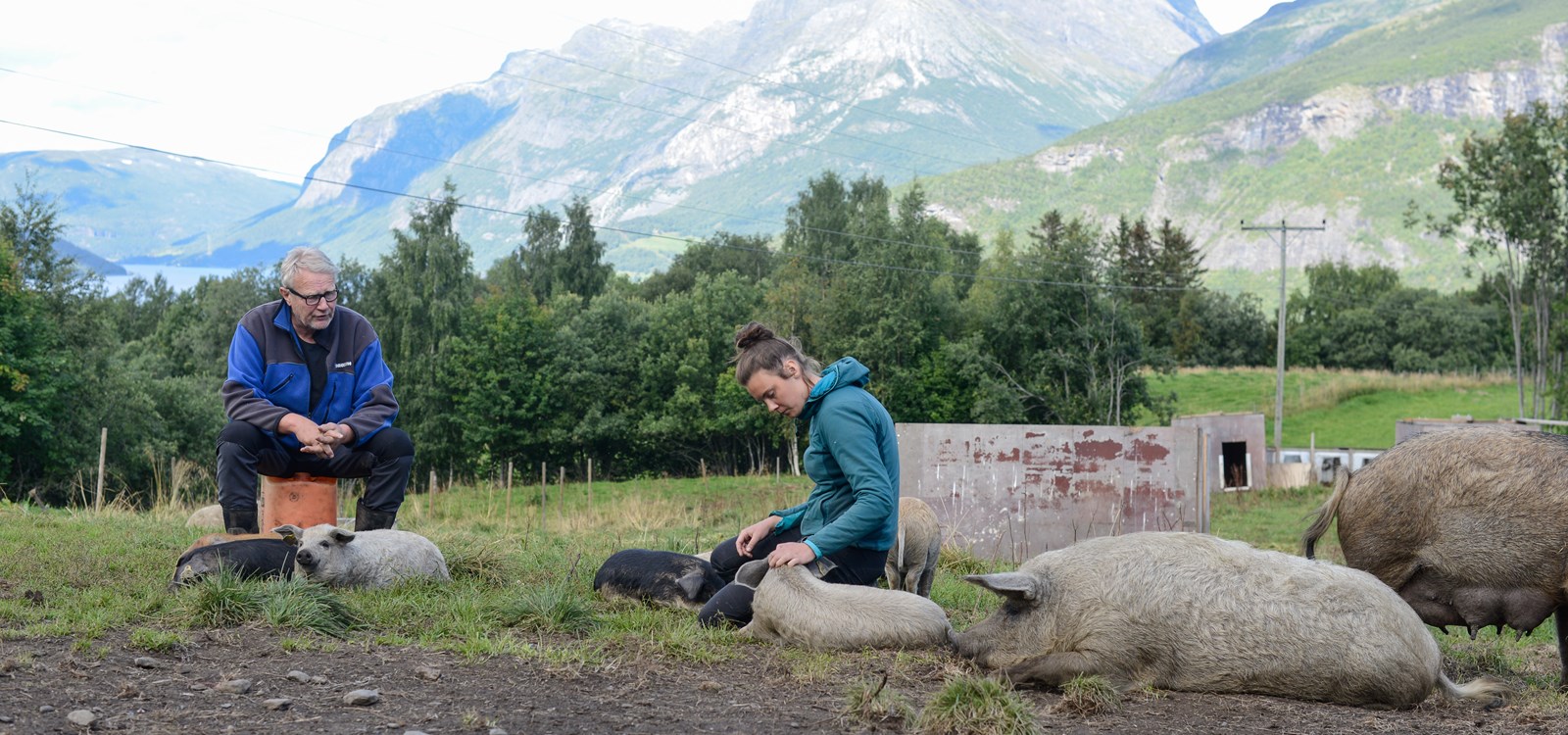 Nertrst fjellgard driv økologisk med kjøtproduksjon og har utvida med ullgris denne sommaren. Også «Utegris fra Vang» og «Syndingris» sel svinekjøt direkte.