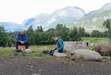 Nertrst fjellgard driv økologisk med kjøtproduksjon og har utvida med ullgris denne sommaren. Også «Utegris fra Vang» og «Syndingris» sel svinekjøt direkte.